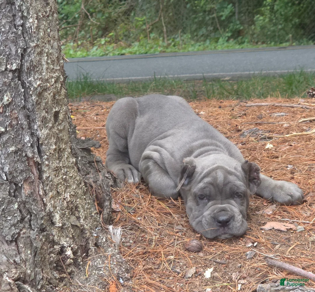 Cane Corso dogs for sale: SMURFET - Ad 1