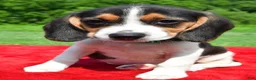 Beagle dogs for sale: Hazel - Ad 8