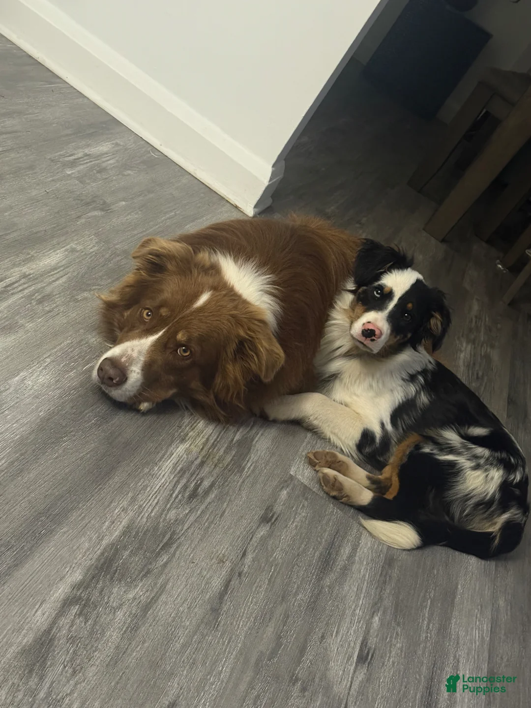 Australian Shepherd dogs for sale: Australian Shepherd Puppy 6 - Ad 2