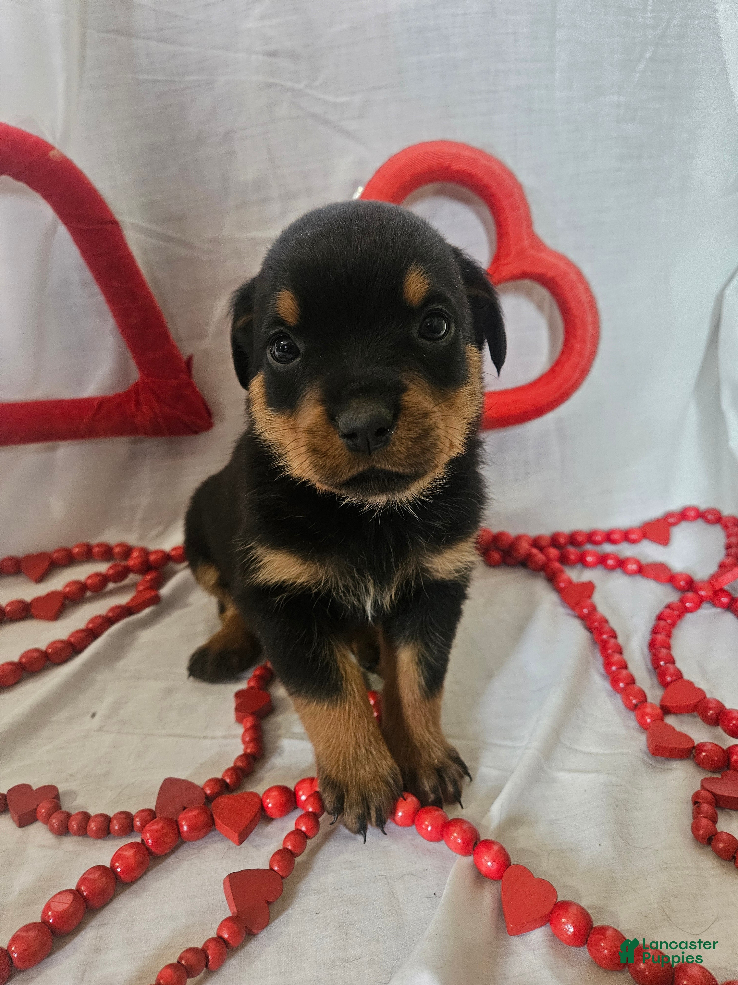 Rottweiler dogs Jelly - Ad 12