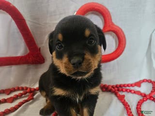 Rottweiler dogs Jelly - Ad 12