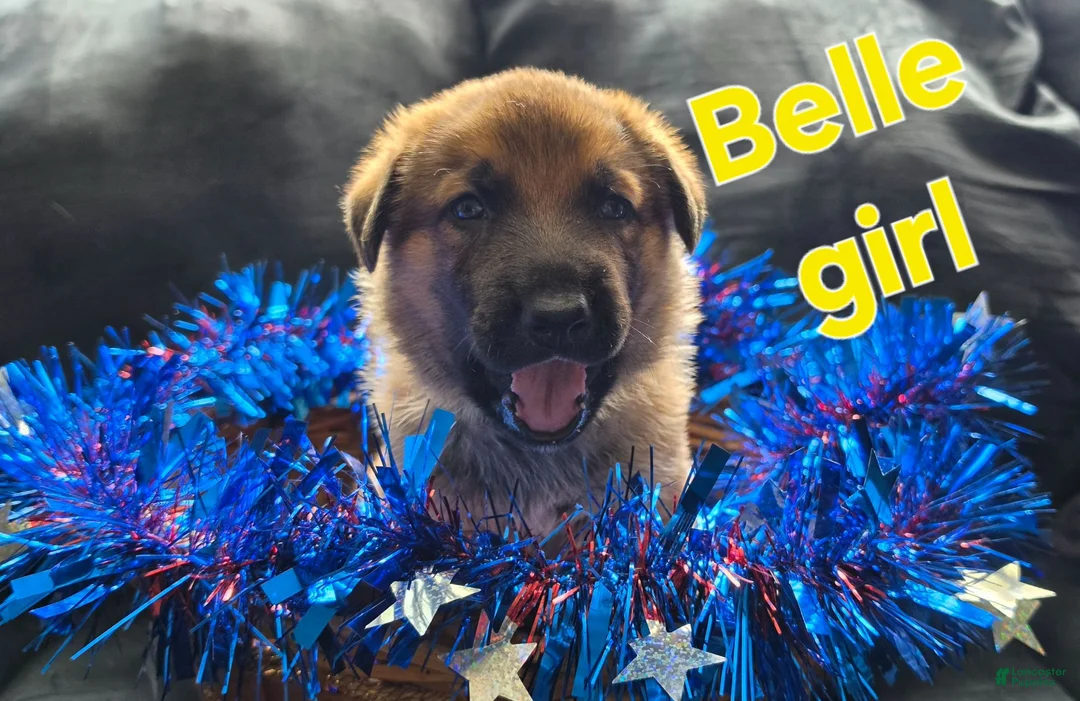 German Shepherd dogs for sale: Max - Ad 5