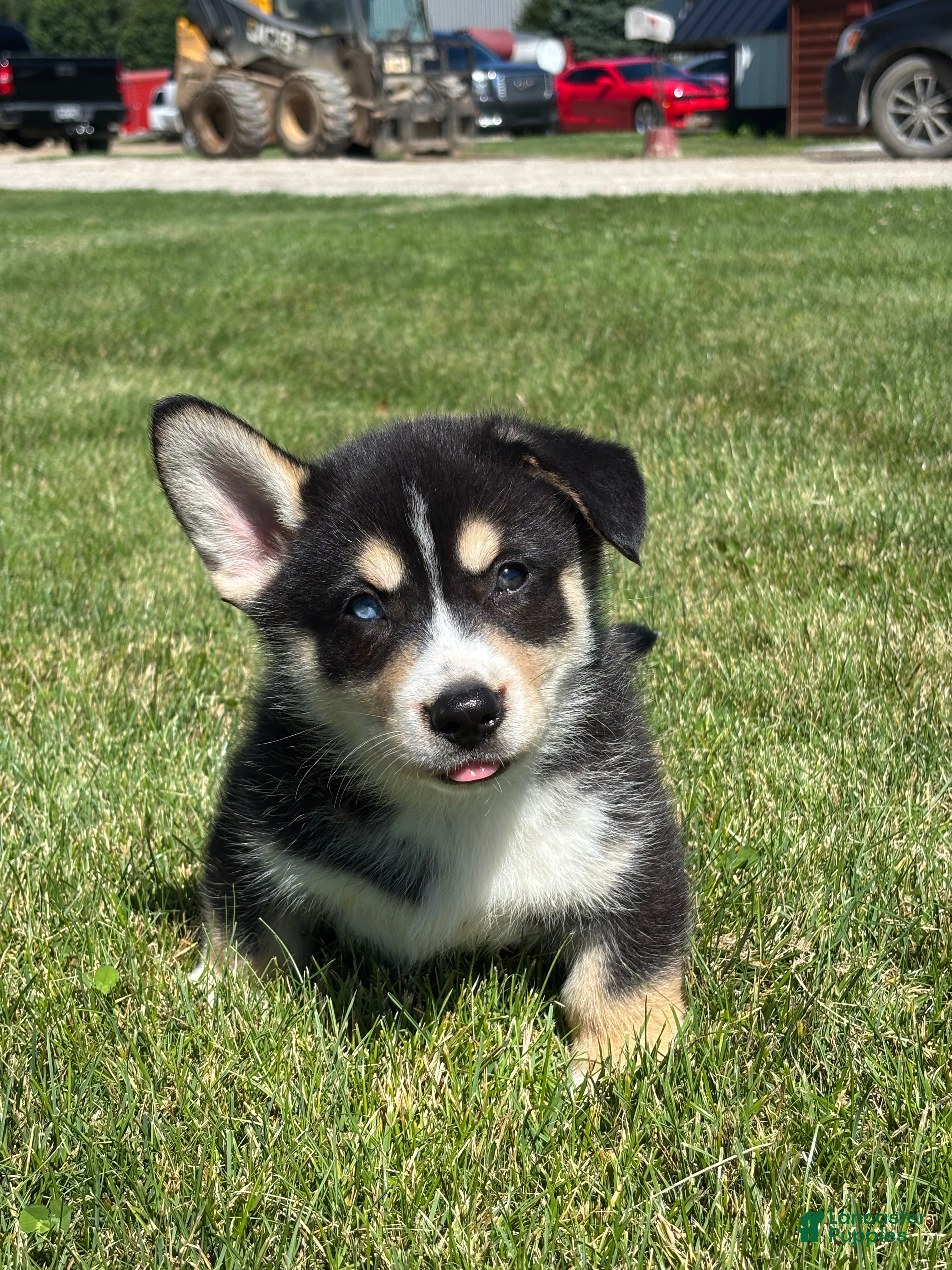 Mixed Breed dogs Richard - Ad 1