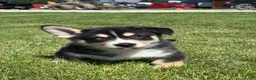 Mixed Breed dogs for sale: Richard - Ad 1