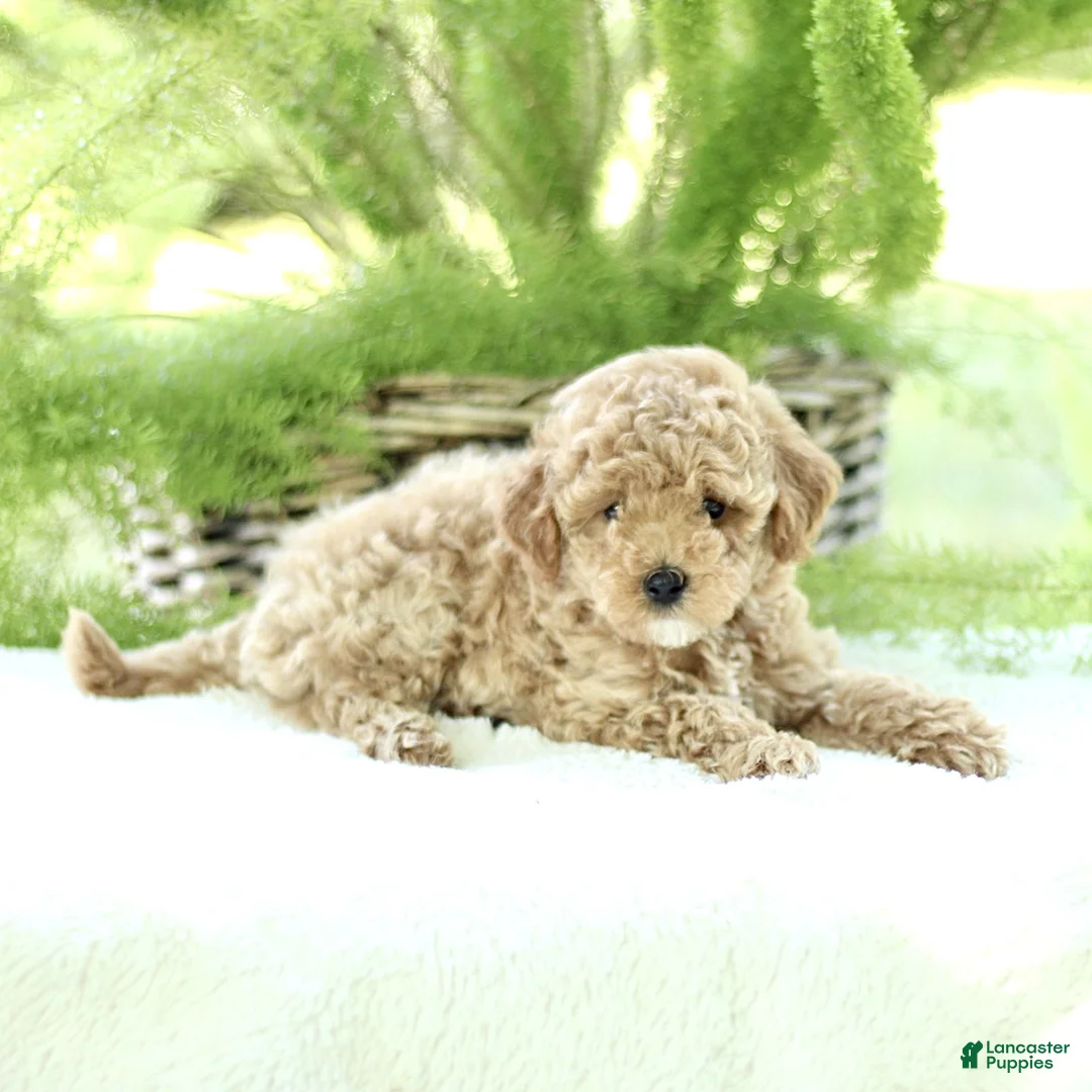 Toy Poodle dogs for sale: Rosco  - Ad 2