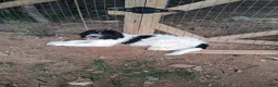 Mixed Breed dogs for sale: Mixed Breed Puppy 1 - Ad 1