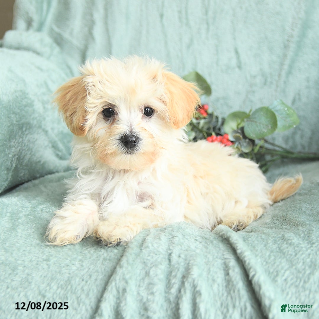 Maltipoo dogs for sale: Leo - Ad 2