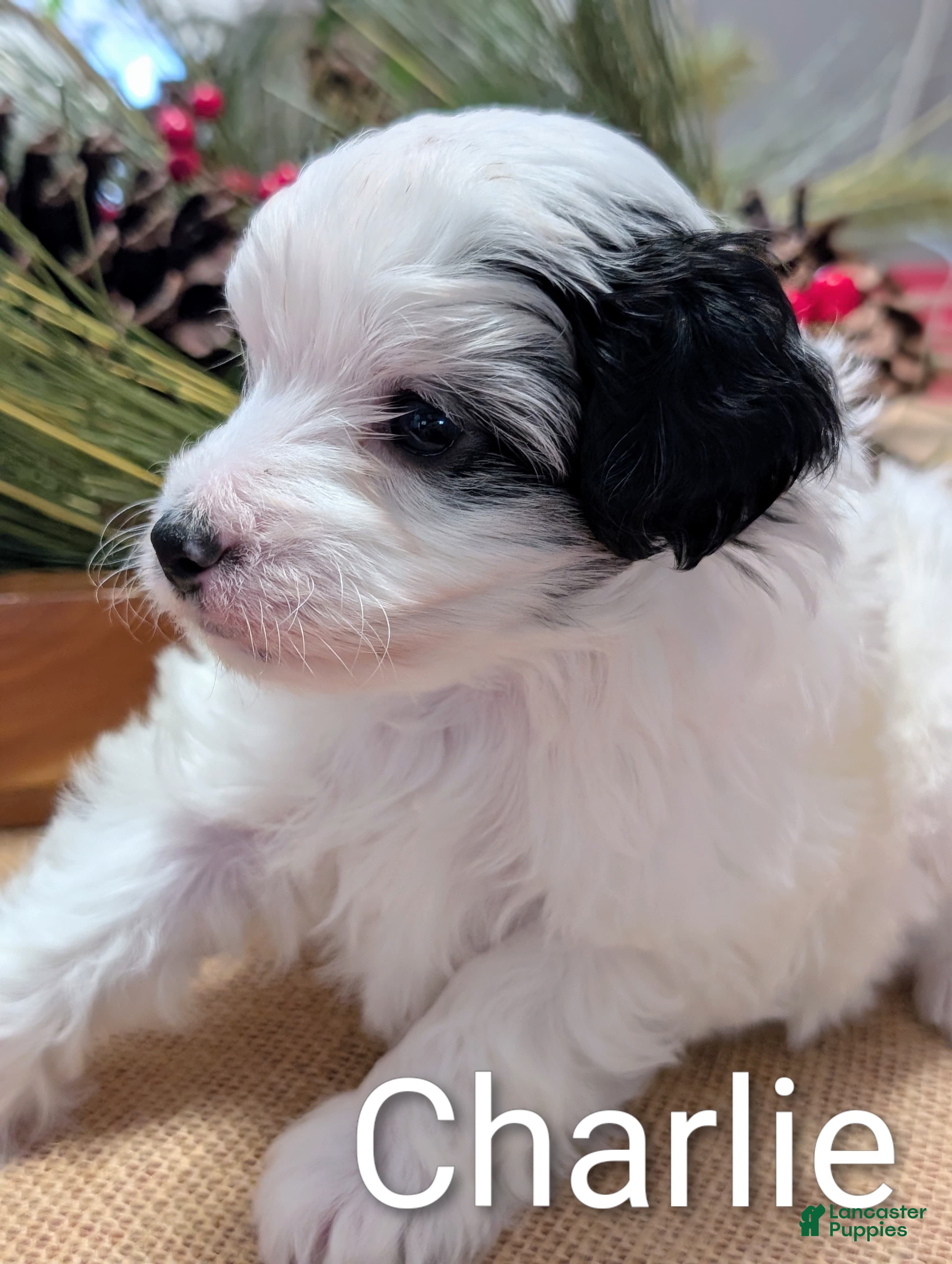 Yorkiepoo dogs Charlie - Ad 25