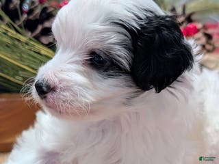 Yorkiepoo dogs Charlie - Ad 37