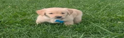 Golden Retriever dogs for sale: Ruby - Ad 4