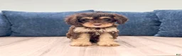 Cavapoo dogs for sale: Mocha - Ad 1