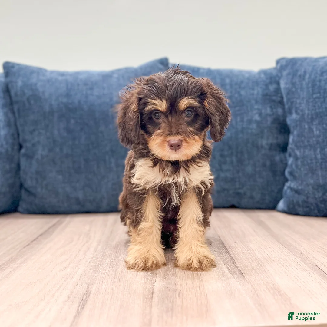 Cavapoo dogs for sale: Mocha - Ad 1