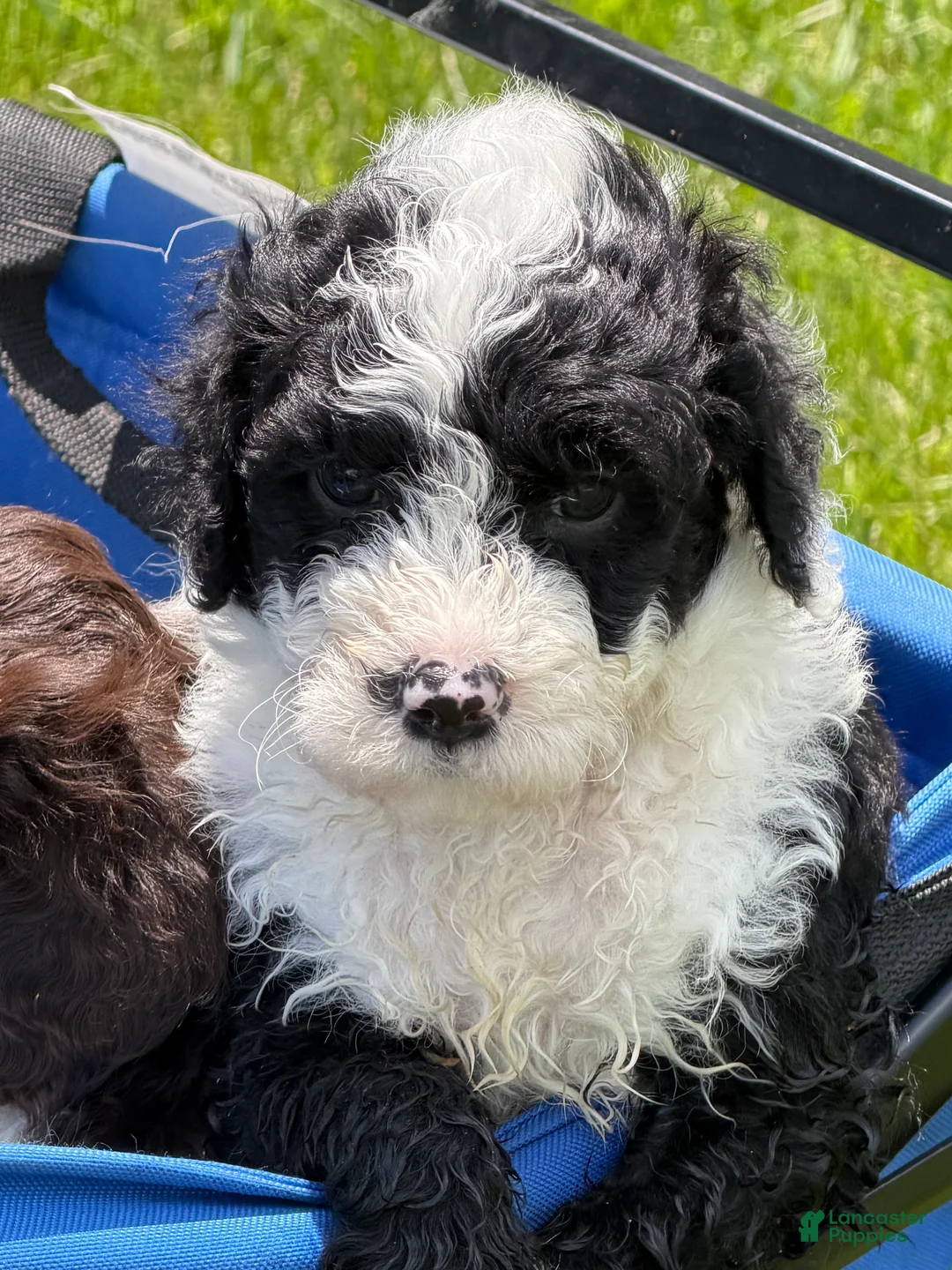 Portuguese Water Dog dogs for sale: Sharkie - Ad 1
