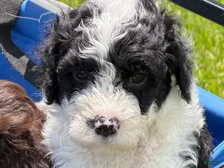 Portuguese Water Dog dogs for sale: Sharkie - Ad 3