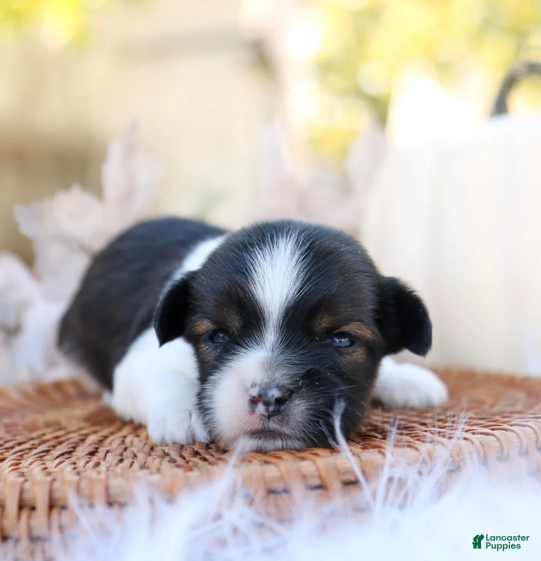 Mixed Breed dogs for sale: Lenny Shiweenie - Ad 2