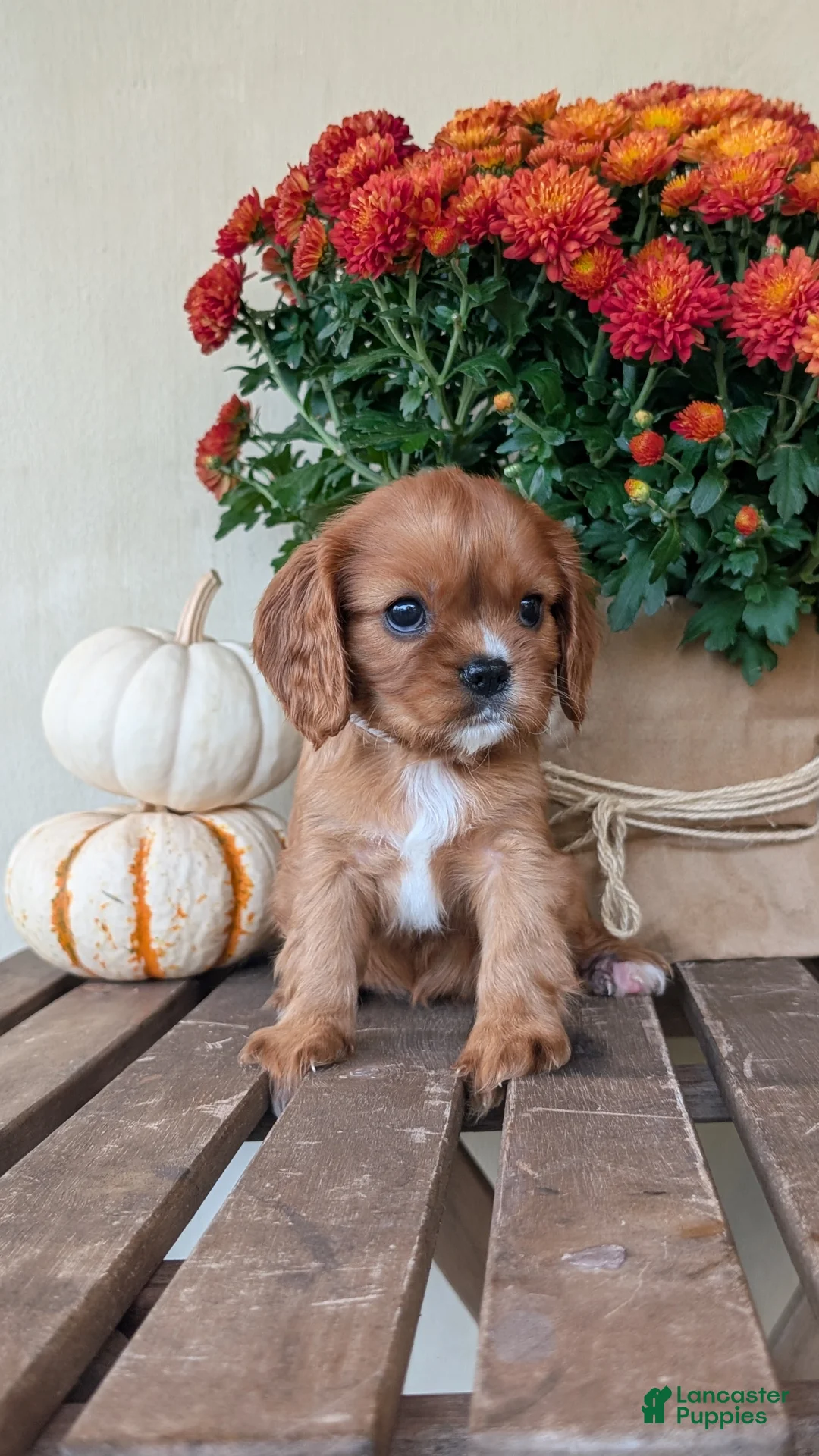 Cavalier King Charles Spaniel dogs for sale: Sparkles - Ad 1