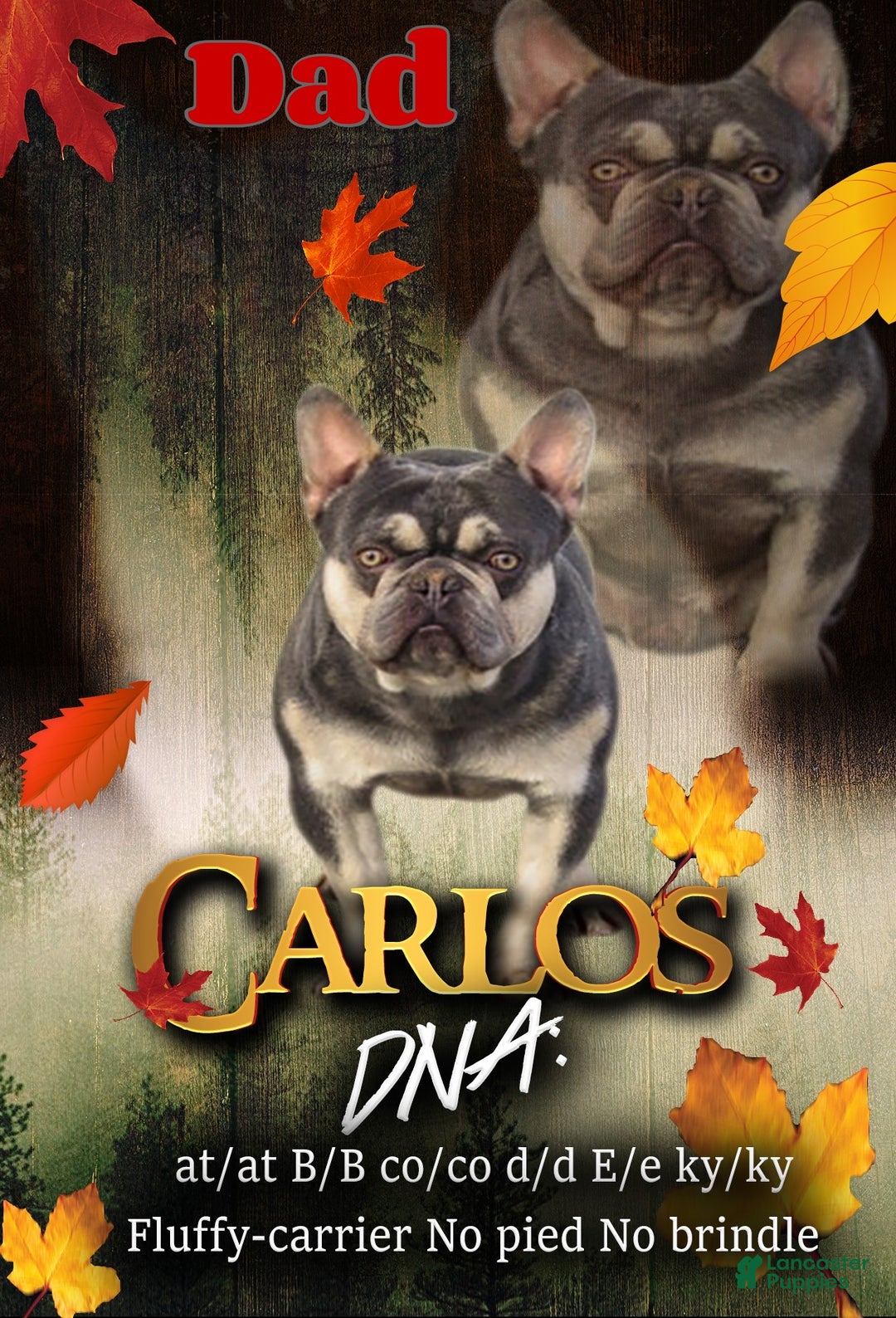 French Bulldog dogs for sale: Janice - Ad 9