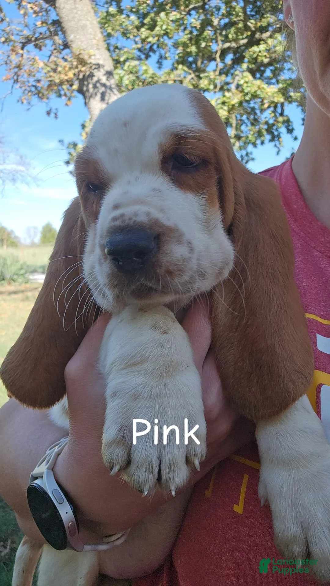 Basset Hound dogs for sale: Basset Hound-Pink - Ad 1