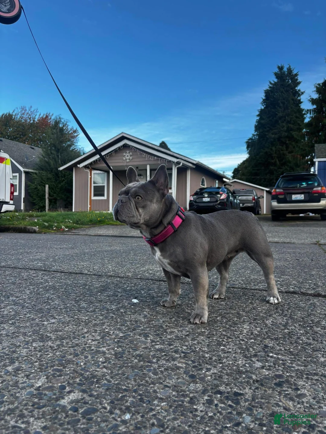 French Bulldog dogs for sale: French Bulldog 4 - Ad 2