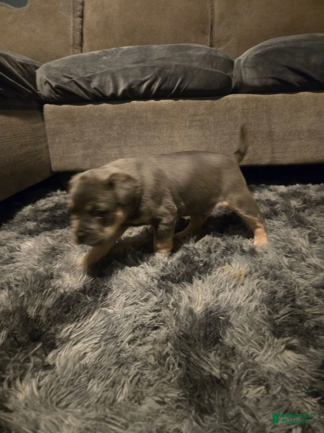 Mixed Breed dogs for sale: Mixed Breed 1 - Ad 2