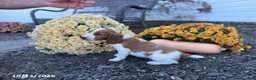 Welsh Springer Spaniel dogs for sale: Leslie - Ad 10