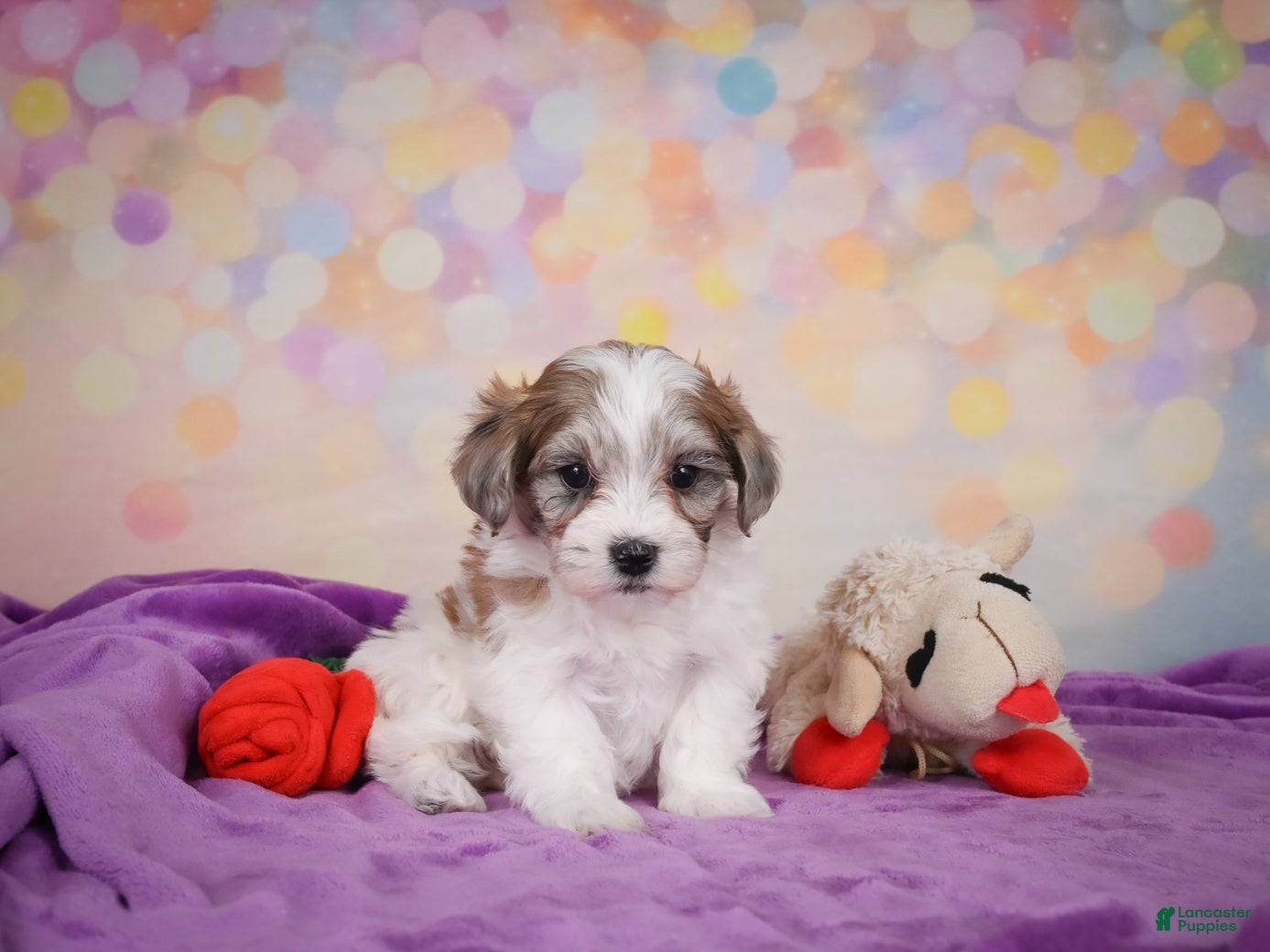 Maltipoo dogs for sale: Tessa - Ad 2