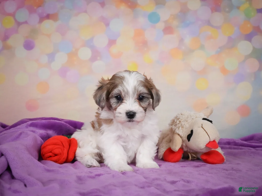 Maltipoo dogs for sale: Tessa - Ad 2