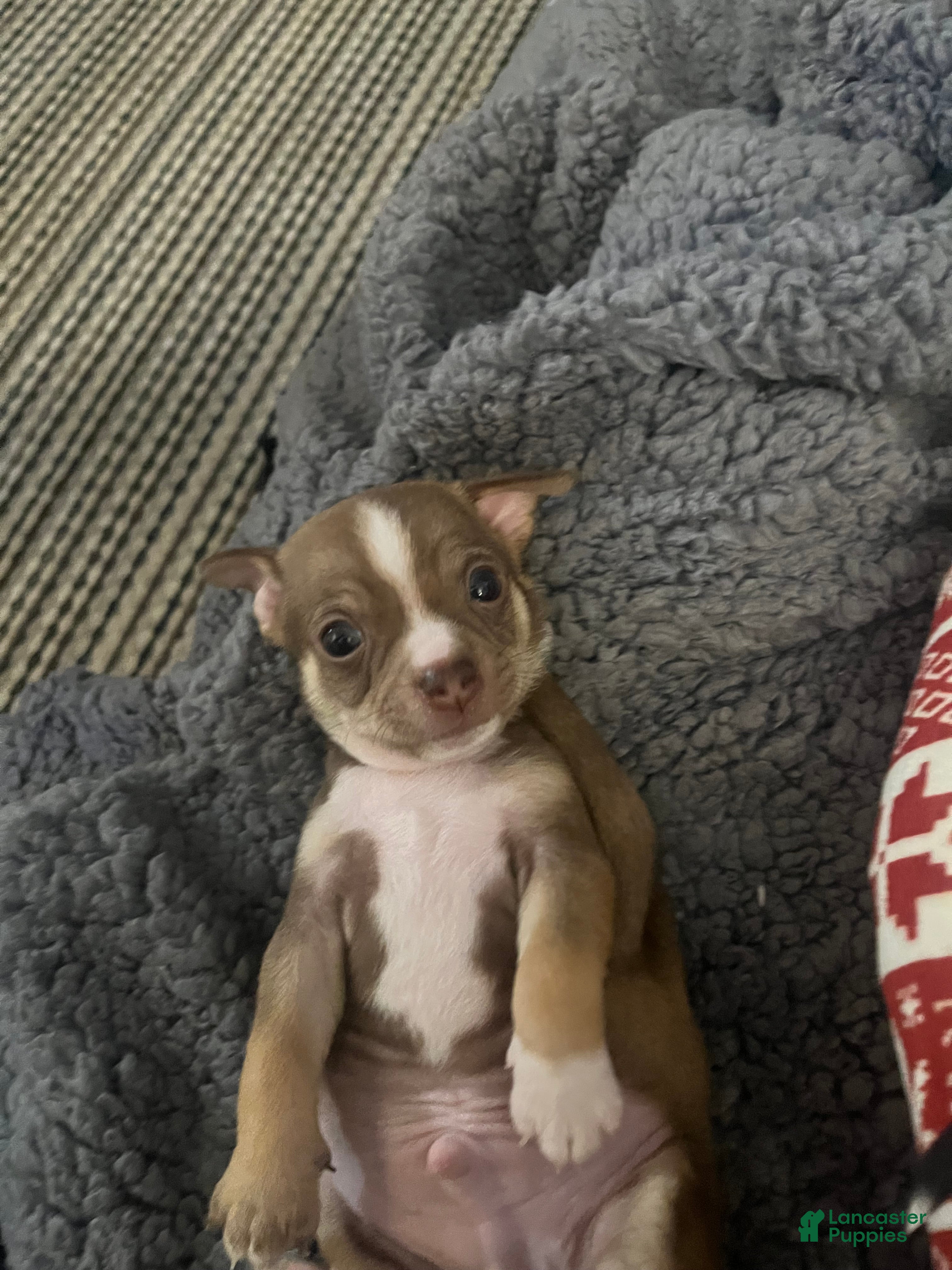 Chihuahua dogs Chihuahua Puppy 2 - Ad 9