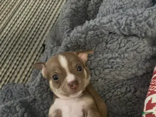 Chihuahua dogs Chihuahua Puppy 2 - Ad 9