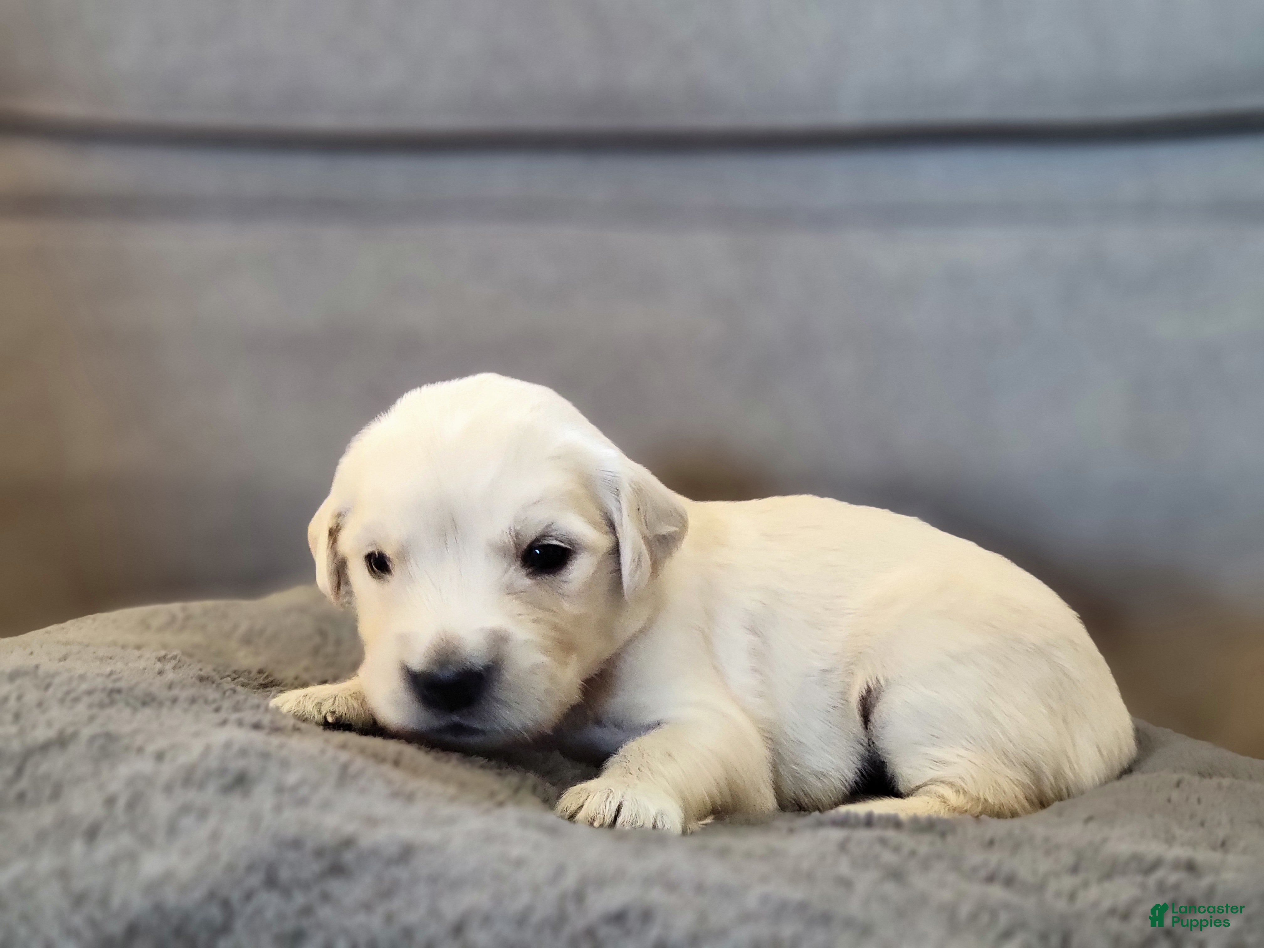 Golden Retriever dogs Krave - Ad 9