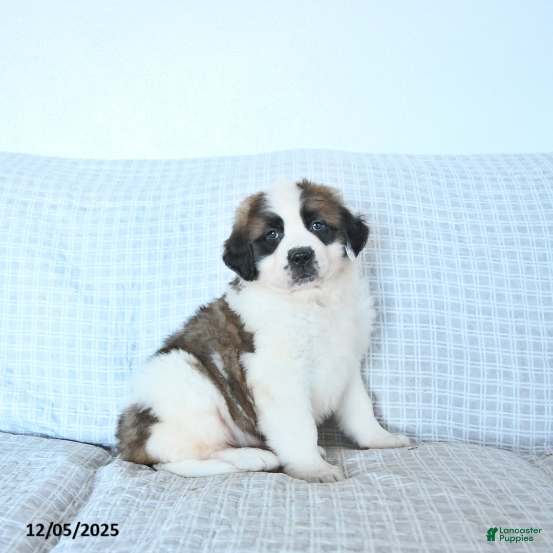 Saint Bernard dogs for sale: Noelle - Ad 1