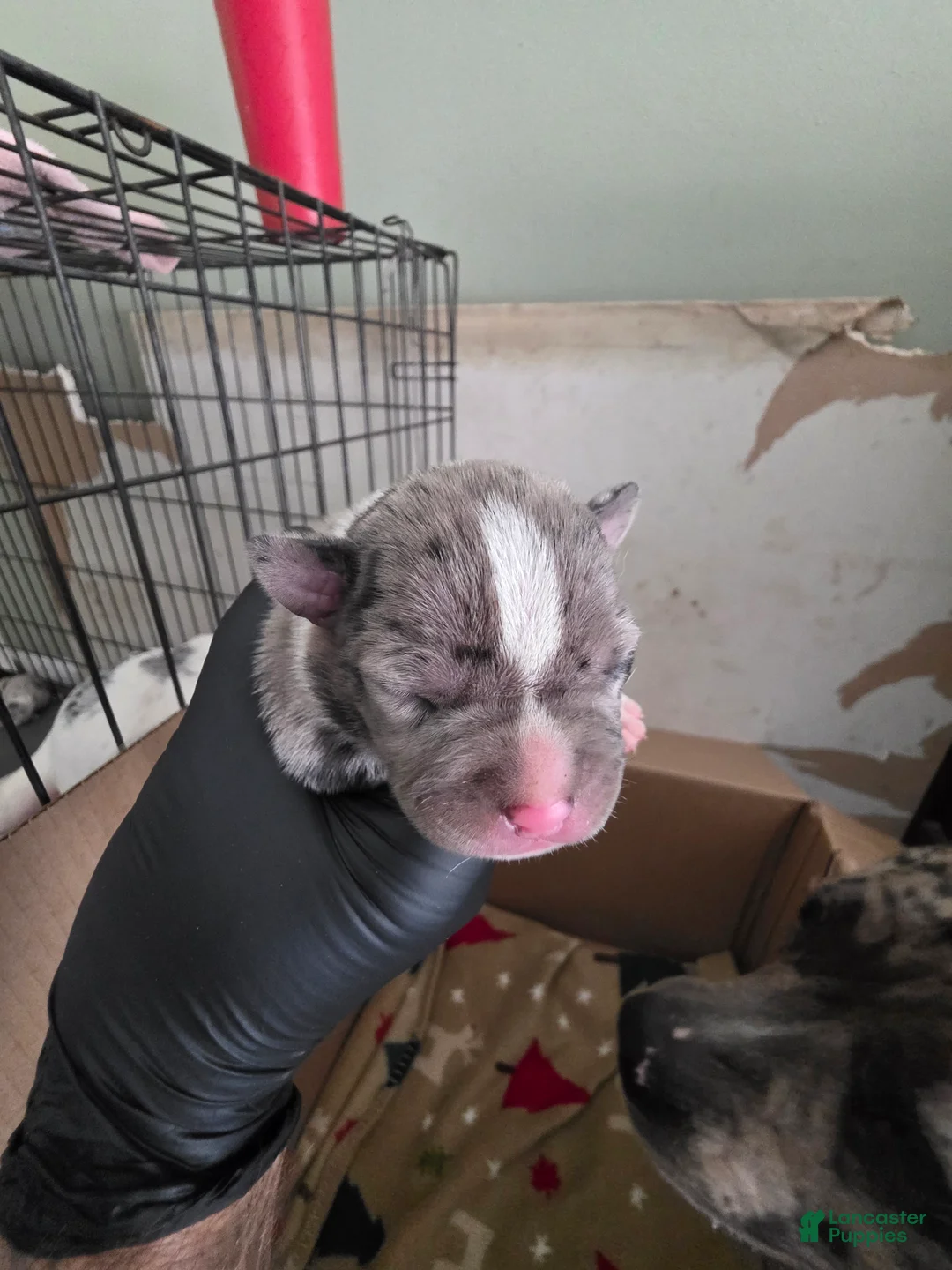 American Bully dogs for sale: American Bully 10 - Ad 2