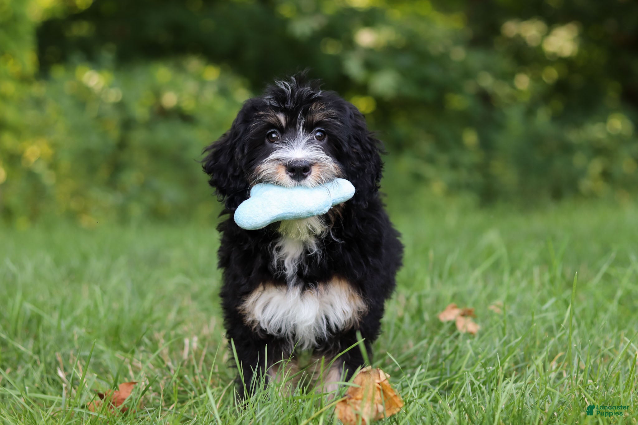 Mini Bernedoodle dogs Phoebe - Ad 2