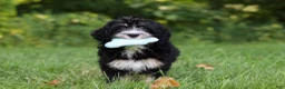 Mini Bernedoodle dogs for sale: Phoebe - Ad 2