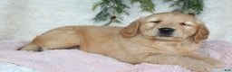 Golden Retriever dogs for sale: Goldie - Ad 6