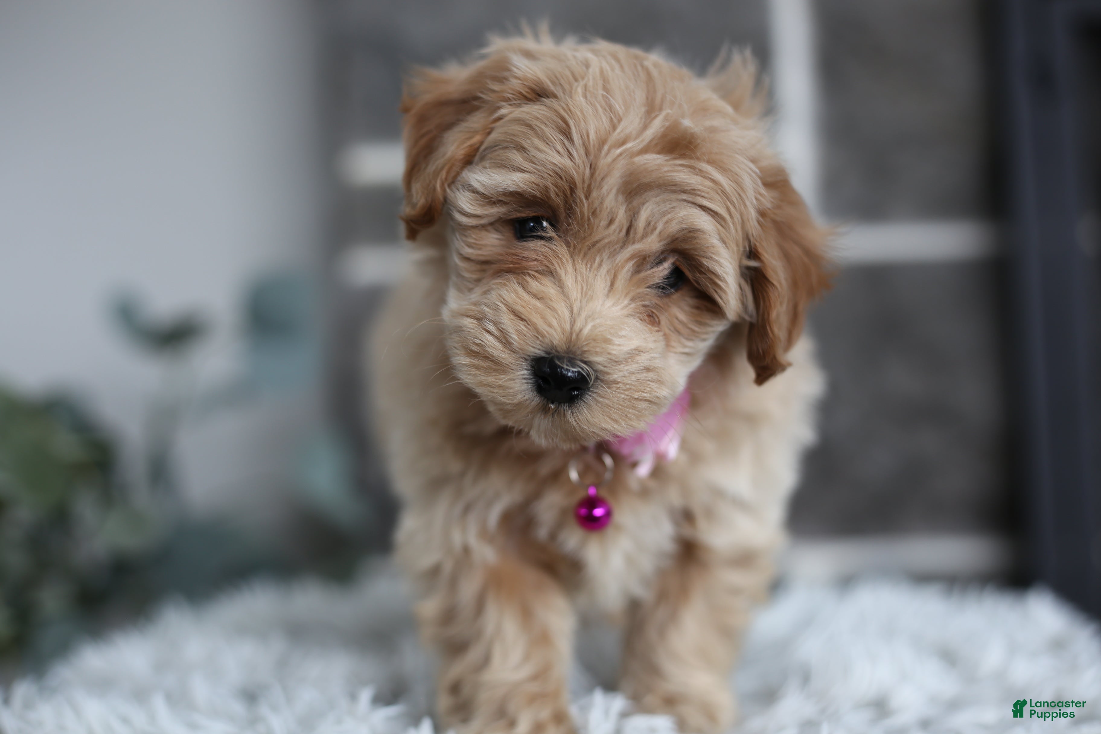 Maltipoo dogs Raya - Ad 3