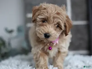 Maltipoo dogs Raya - Ad 4