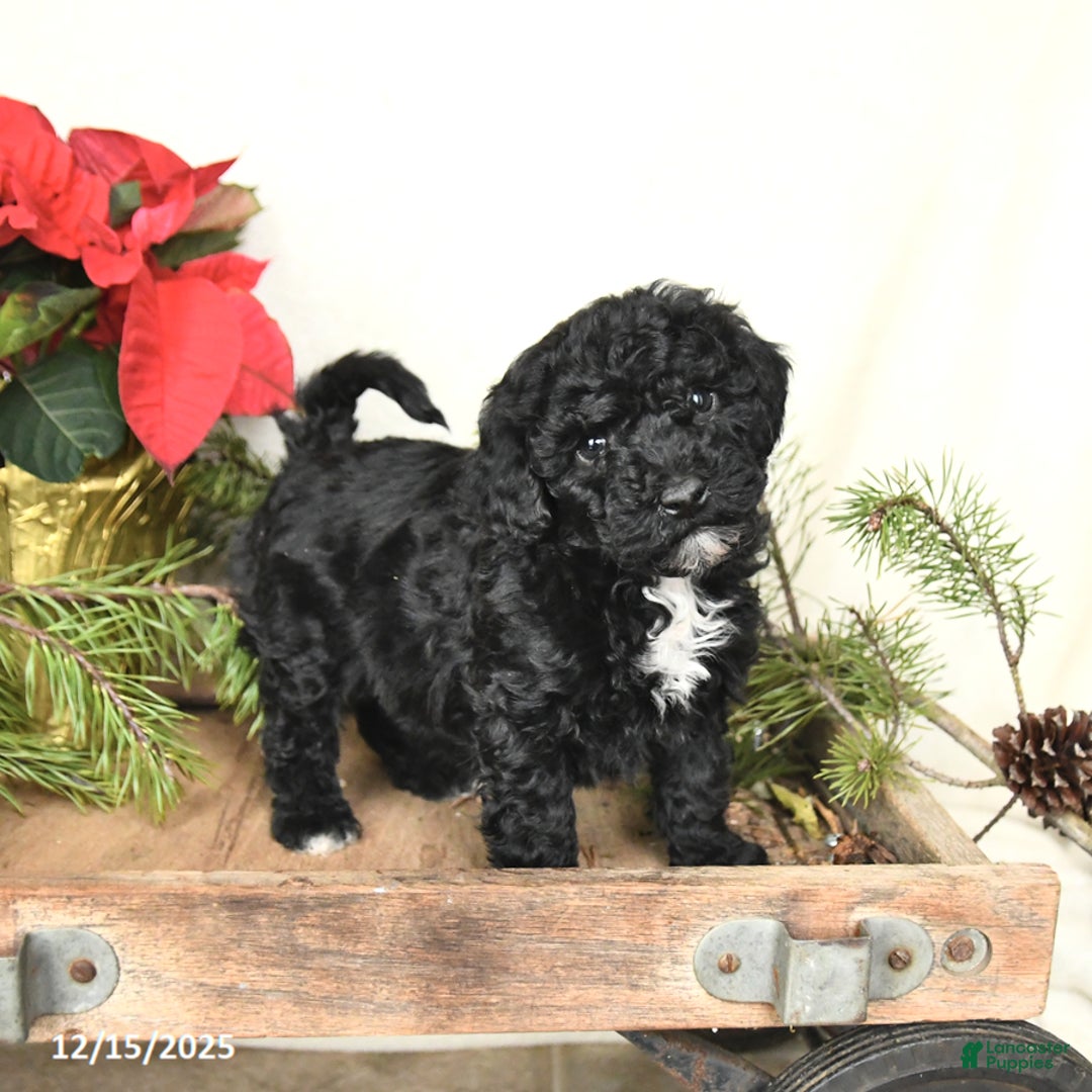 Sheltiedoodle dogs for sale: Shadow - Ad 1