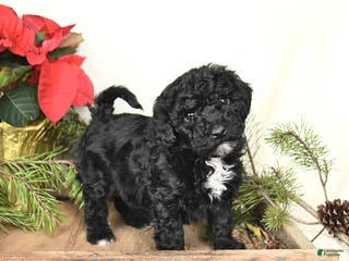 Sheltiedoodle dogs Shadow - Ad 4