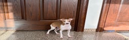 Italian Greyhound dogs for sale: Italian Greyhound Puppy 1 - Ad 2