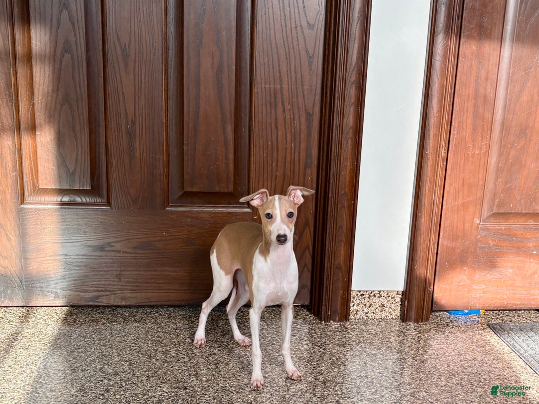 Italian Greyhound dogs for sale: Italian Greyhound Puppy 1 - Ad 2