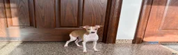 Italian Greyhound dogs for sale: Italian Greyhound Puppy 1 - Ad 2