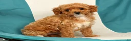 Cavapoo dogs for sale: Molly - Ad 6