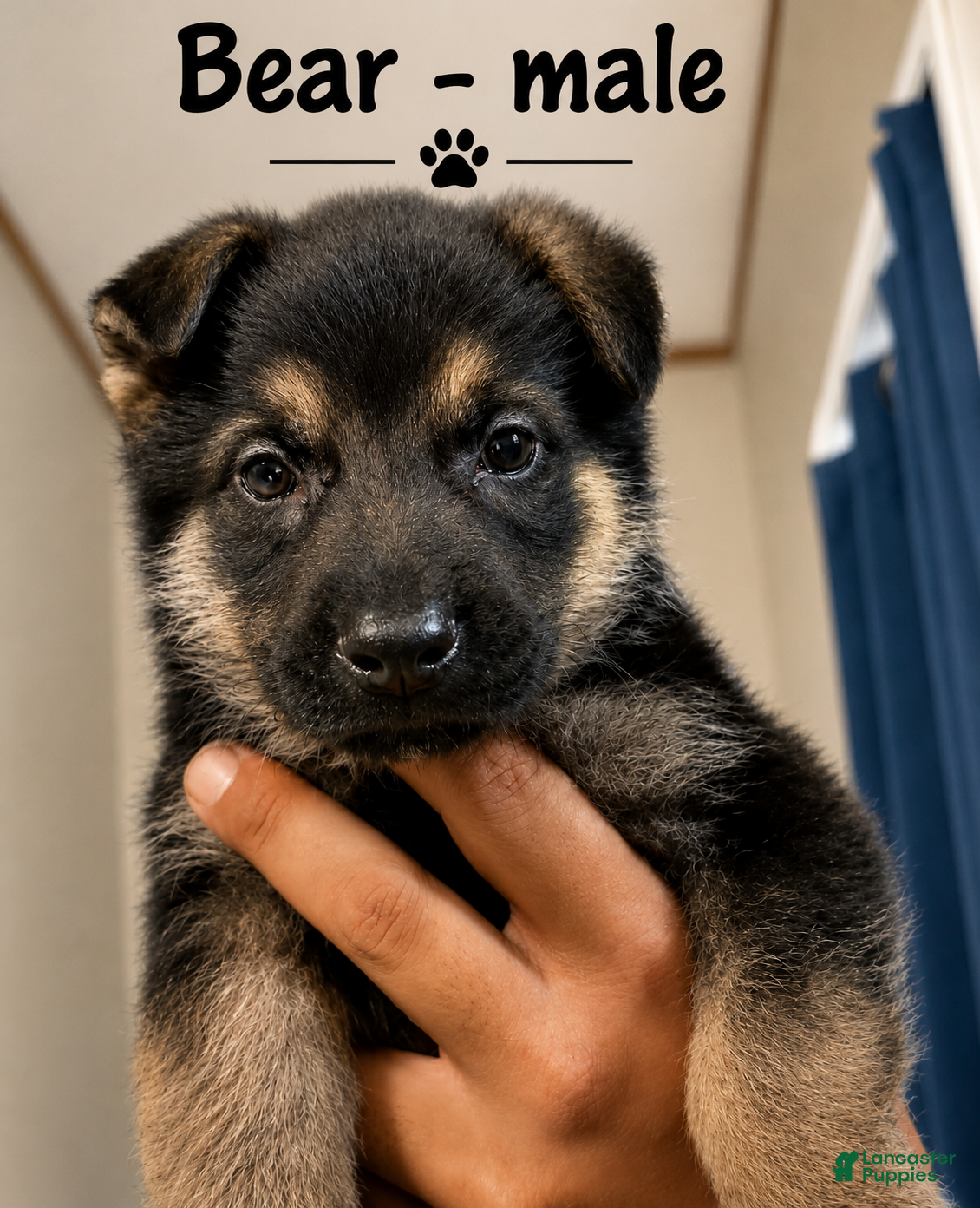 German Shepherd dogs Bear - Ad 1