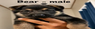 Bear