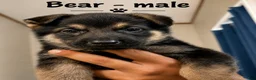 German Shepherd dogs for sale: Bear - Ad 1