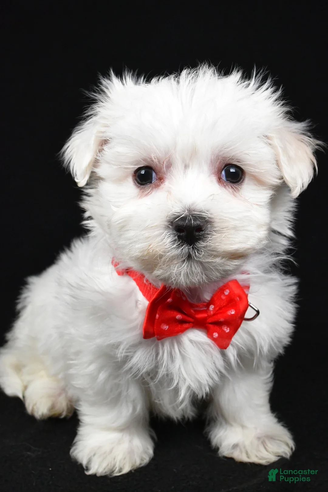 Maltese dogs for sale: Minston - Ad 8