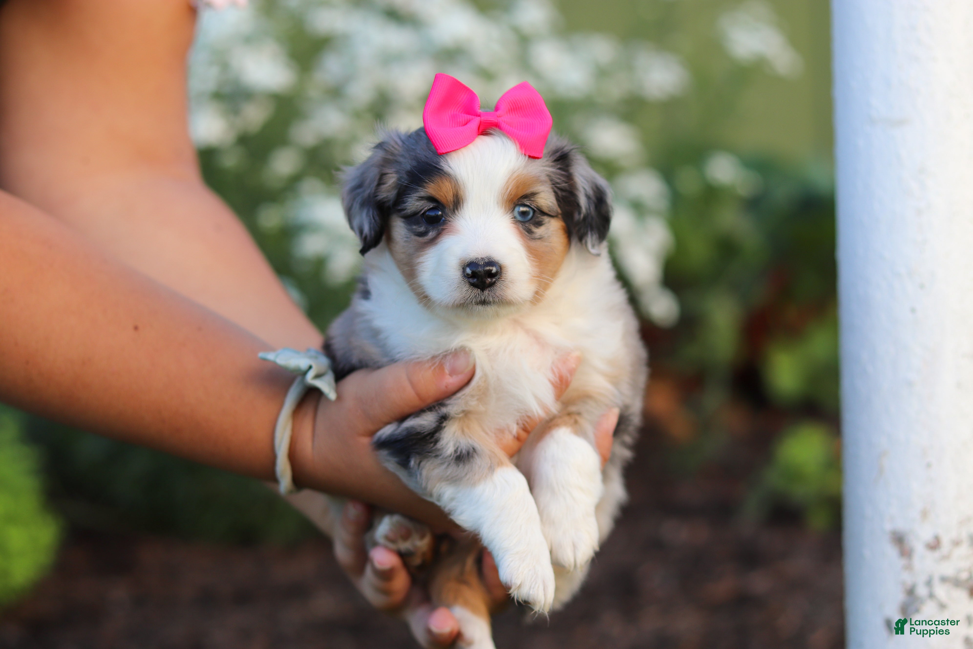 Miniature Australian Shepherd dogs Daisy - Ad 2