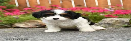 Mixed Breed dogs for sale: Lanie - Ad 1