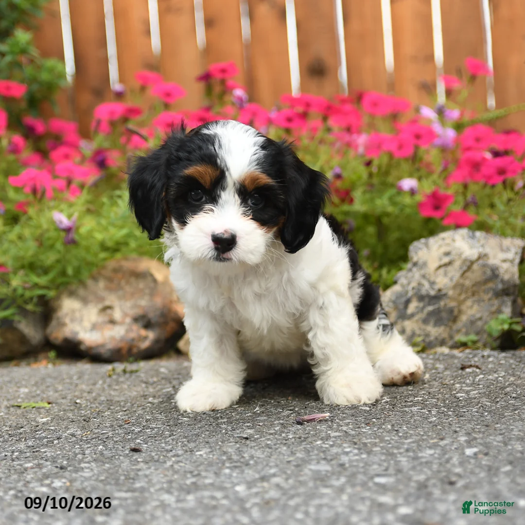 Mixed Breed dogs for sale: Lanie - Ad 1